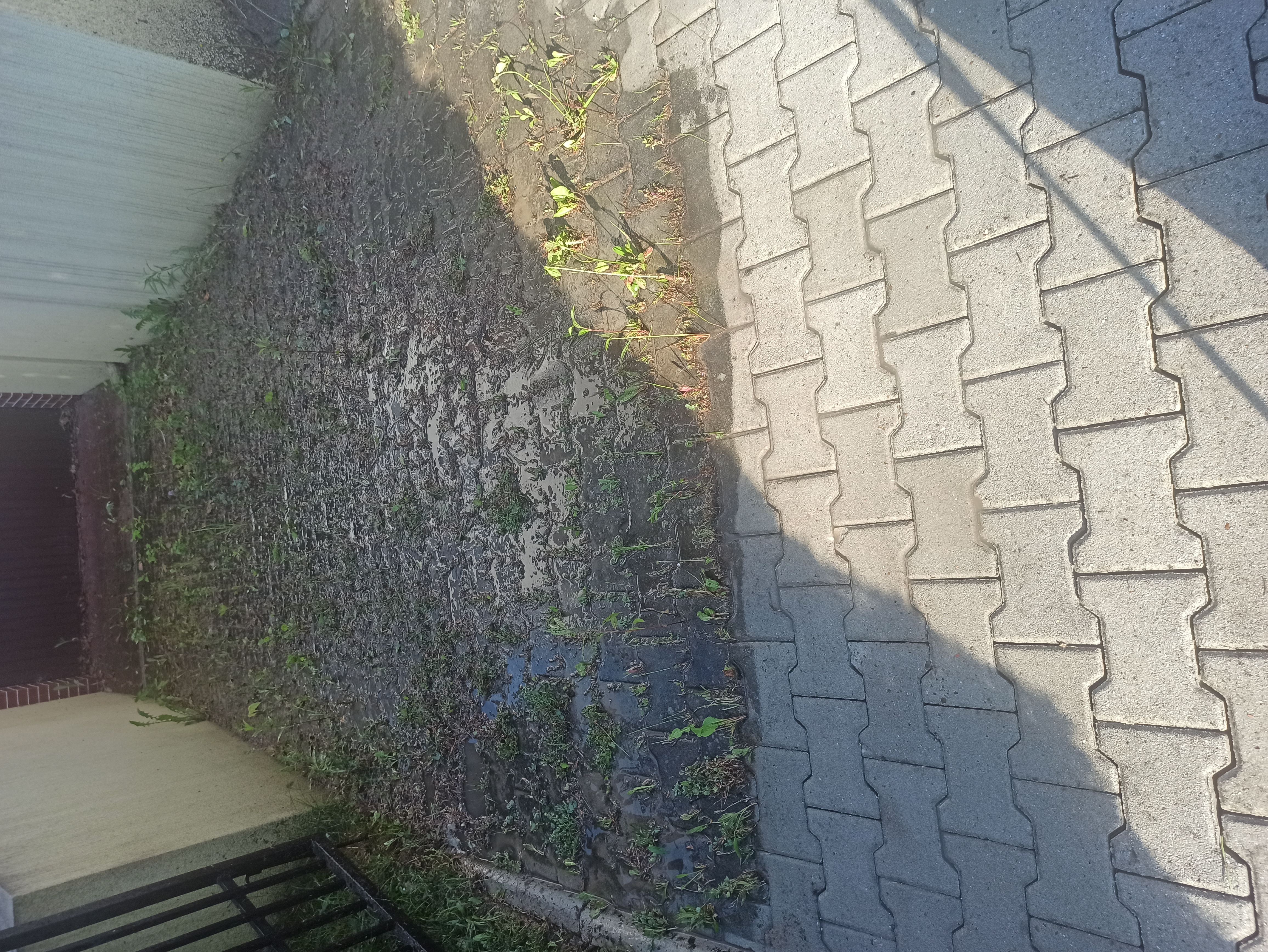 Czyszczenie kostki brukowej z mchu, trawy i glonów